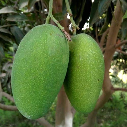 Mango Crest White Chaunsa Mangoes
