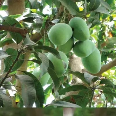 Mango Crest White Chaunsa Mangoes