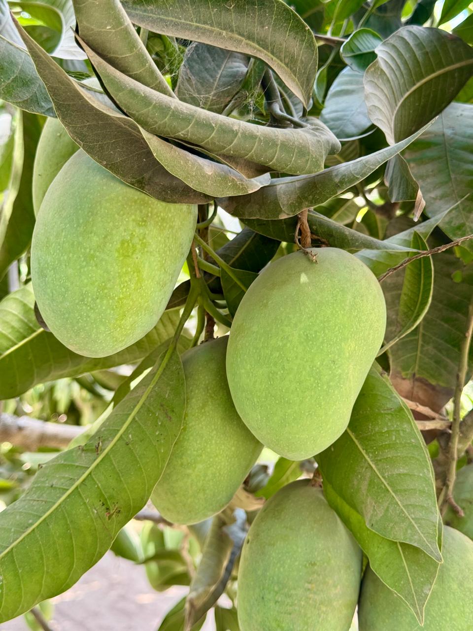 Mango Crest Chaunsa Mangoes